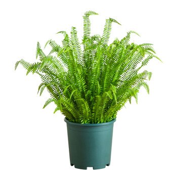 4-ft UV Resistant Artificial Boston Fern Plant Indoor/Outdoor - SKU #P2177