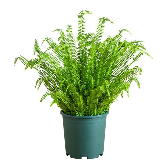 4-ft UV Resistant Artificial Boston Fern Plant Indoor/Outdoor - SKU #P2177