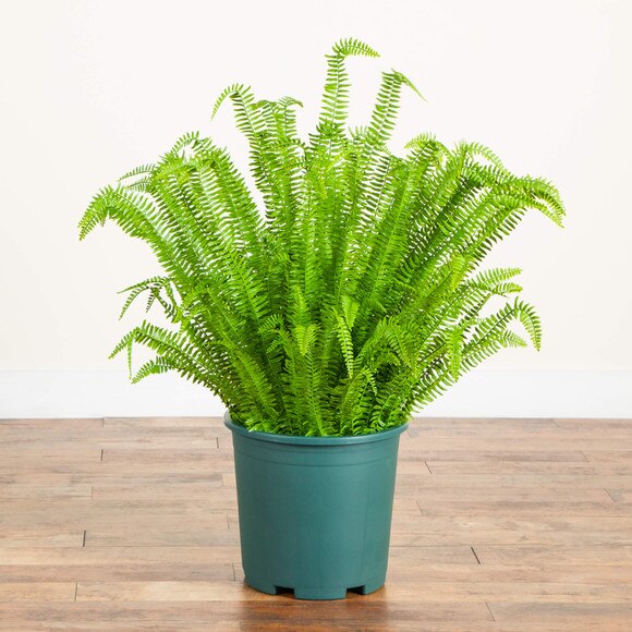 4-ft UV Resistant Artificial Boston Fern Plant Indoor/Outdoor - SKU #P2177 - 5