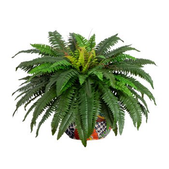 32 Artificial Double Boston Fern in Handmade Mexican Talavera Ceramic Planter - SKU #P2193