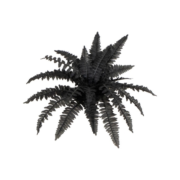 19-in Artificial Halloween Black Boston Fern - Set of 6 - SKU #P2199-S6