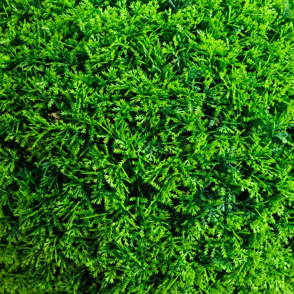 16-in UV Resistant Artificial Mediterranean Cypress Topiary Plant Indoor/Outdoor - SKU #P2215 - 2