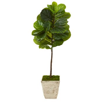 50 Fiddle Leaf Artificial Tree in Country White Planter Real Touch - SKU #T1168