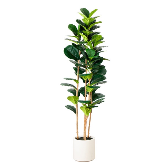 6 Artificial Fiddle Leaf Tree in Decorative White Planter - SKU #T4776