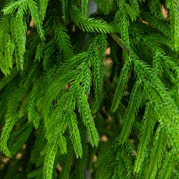 6-ft Artificial Real Touch Norfolk Island Pine Christmas Tree with Natural Look - SKU #T5369 - 2