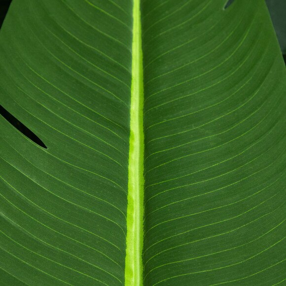 11-ft Artificial Travelers Palm Tree - SKU #T5393 - 2