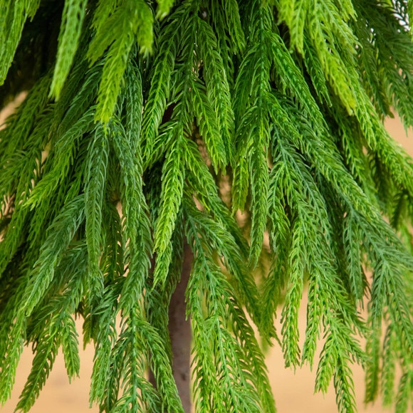 3-ft Artificial Real Touch Down Swept Norfolk Pine Tree with Natural Look - SKU #T5396 - 3